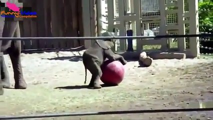 Прикольная нарезка с животными  ржака юмор смех Funny Animals Compilation J