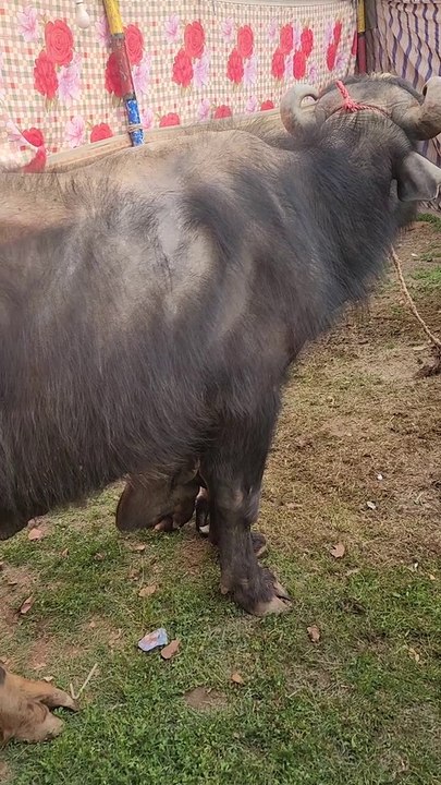 BUFFALO HAVE SIX LEGS#Shorts