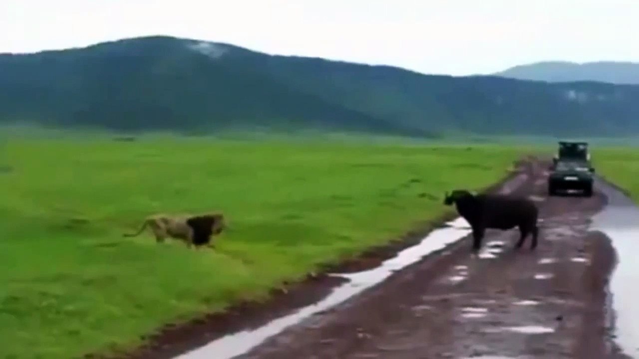 Funny Animal Voice Over Lion Taunting Buffalo Vidéo Dailymotion