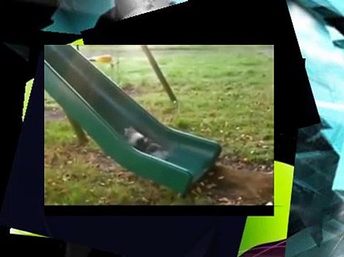 FUNNY GIF COMPILATION NEW FUNNY ANIMAL VINES AND GIFS