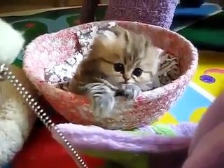 Cute Animal Videos Compilation 2015 - Best cat Videos 720p - HD
