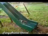 FUNNY GIF COMPILATION NEW FUNNY ANIMAL VINES AND GIFS new