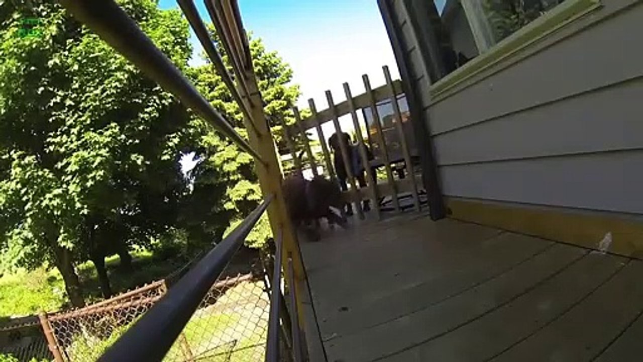 Funny Dogs Escaping Compilation 2013