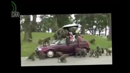 When animal attack human  rhino  elephant attack funny compilation HD ll 2015