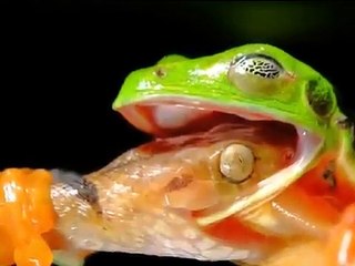 Perfectly Timed Animal Photos