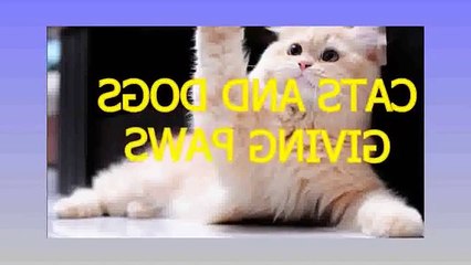 Cats and dogs give a paw - Funny and cute animal compilation