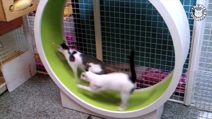 Role Reversal Pets   Funny Pet Compilation