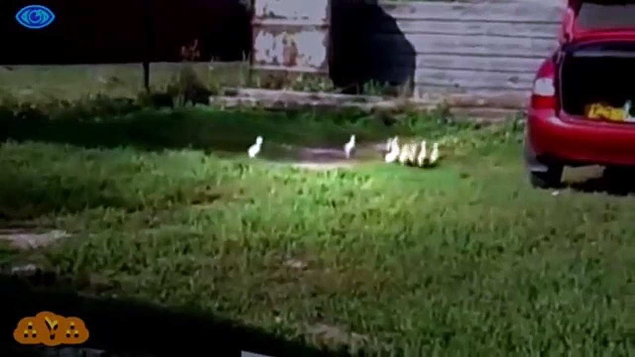 Funny Animal Stupidity