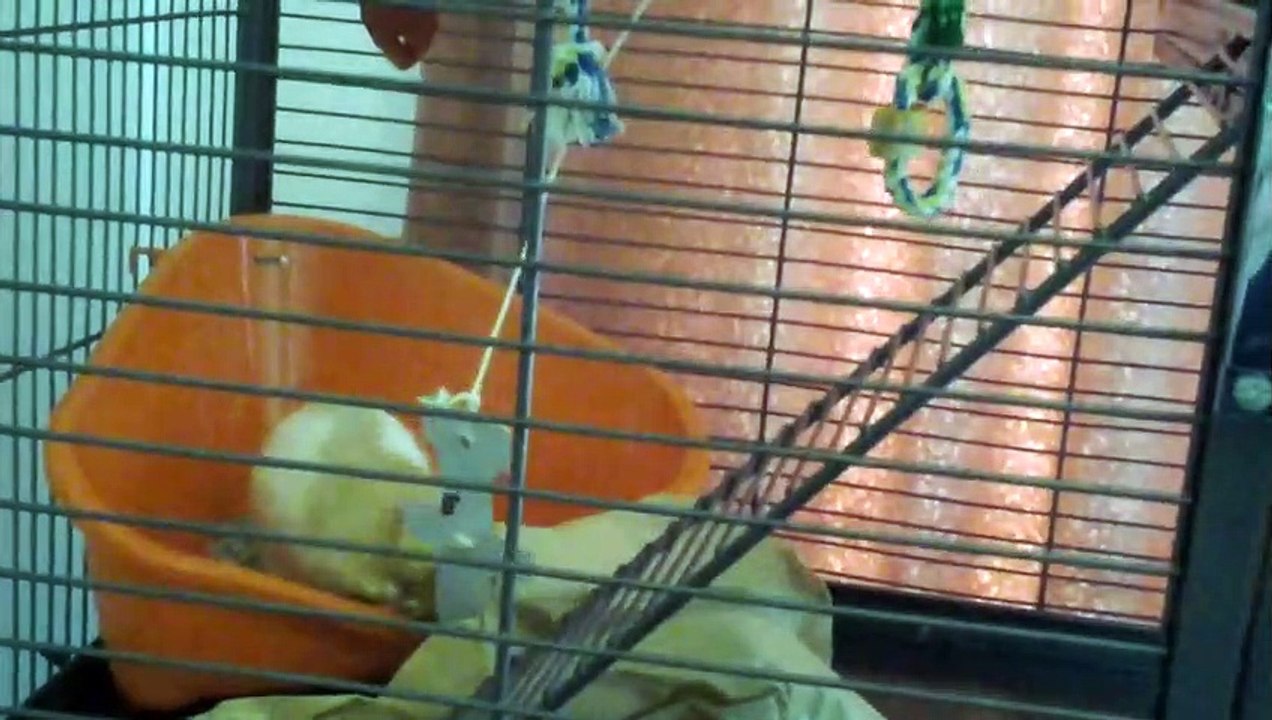 Steve the rat's paper run. Funny rat. Funny animal