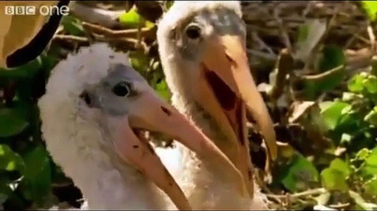 Funny Animal Reaction