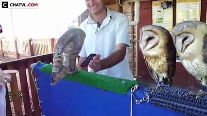 Best Funny Animals Compilation - Funny Animal Videos   best funny animals compilation 2015 (3)
