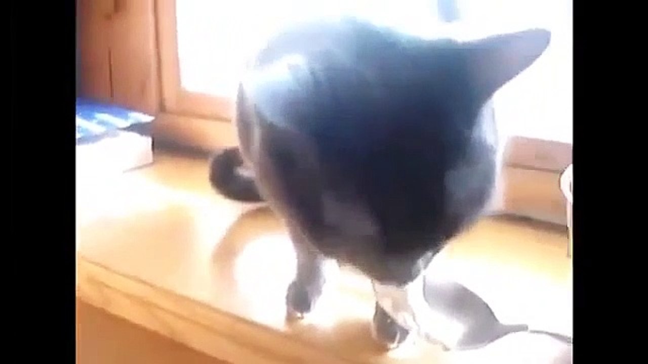 Funny Cats Compilation   Funny Cat Videos Ever  Funny Videos   Funny Animals   Funny Animal Videos
