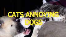 Funny cats annoying dogs Cute animal compilation   Video