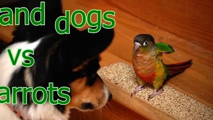 Cats and dogs vs parrots   Funny and cute animal compilation