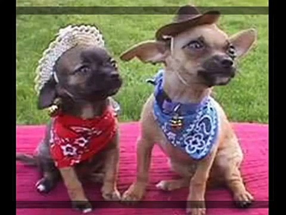 Funny Animal Pics (2)