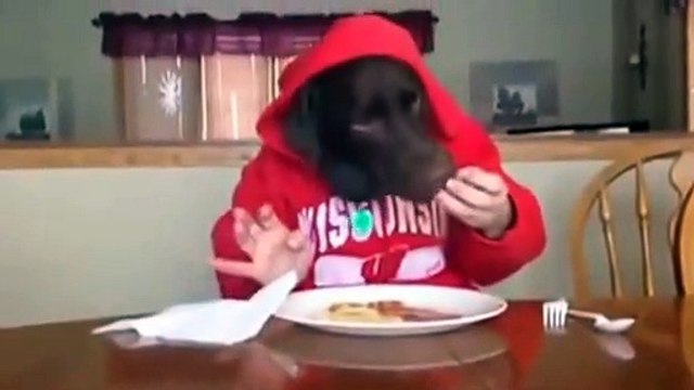 Funny animal , dog eating like human 2014