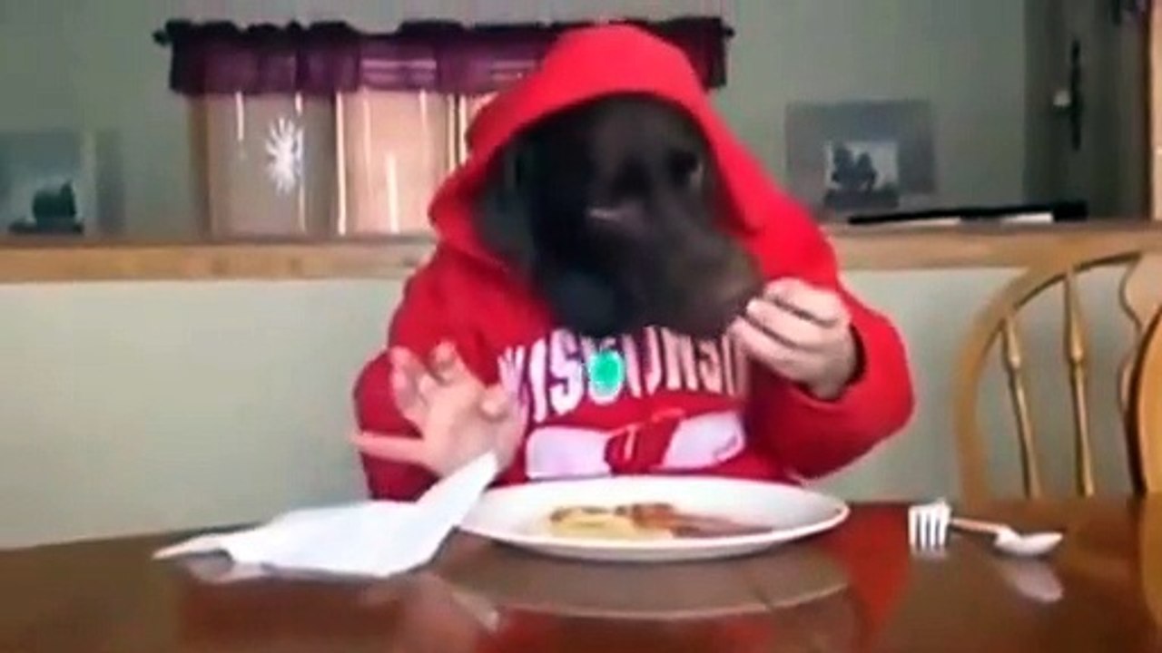 Funny animal , dog eating like human 2014