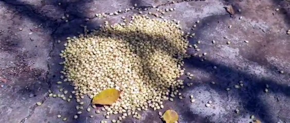 आदिवासियों के लिए परिवार के सदस्य की तरह होते है महुआ के पेड़