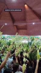 Palm Sunday in Cabanatuan, Nueva Ecija