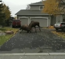 Animals Fights | Wild Animals Fights | Craziest Animal Fight