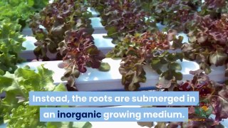 What Is Hydroponics And How Does It Work in Home area?