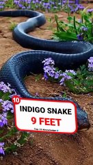 Top 10 Biggest Snakes in the World