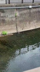 カルガモさんのお食事