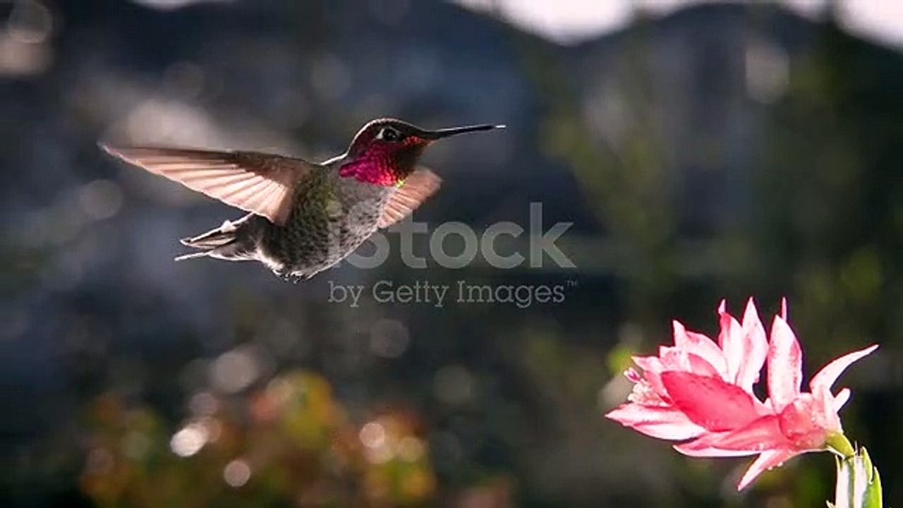 istockphoto-1359576900-640_adpp_is