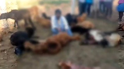 సిరిసిల్ల: గొర్రెల మందపై కుక్కల దాడి.. 30 గొర్రెలు మృతి