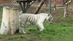 What does White Tiger dream meaning  || Dreaming of White Tiger || White Tiger dream interpretation | White tiger dream Analysis