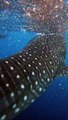 Diver Swims With a Peaceful Whale Shark