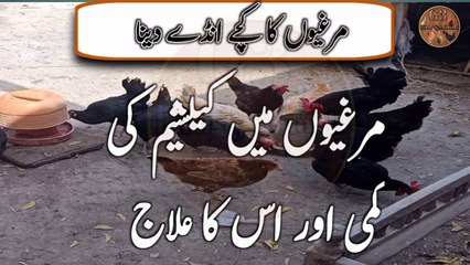 مرغیوں میں کیلشیم کی کمی کو روکنے کے 5 طریقے