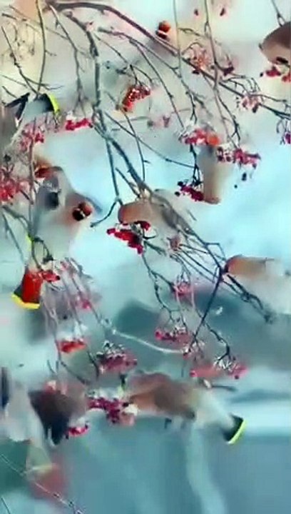 beautiful nature video  ❣️
