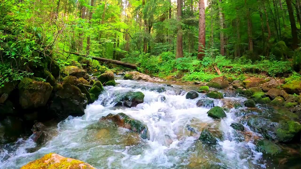 nature floating water