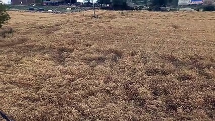 Video : बिन मौसम हो रही बरसात से फसले बर्बाद, मुआवजे की गुहार