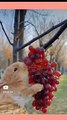 rabbit eating grapes  #shorts #viral | kamran desi life