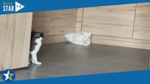 Ce chat se faufile partout ! Une séquence réalisée sans trucage