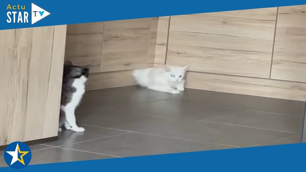 Ce chat se faufile partout ! Une séquence réali...