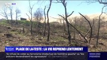 La Teste-de-Buch: la vie reprend lentement après les incendies de l'été dernier