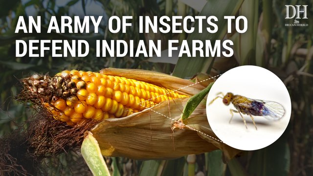 This Indian institute is fighting farm pests with friendly insects