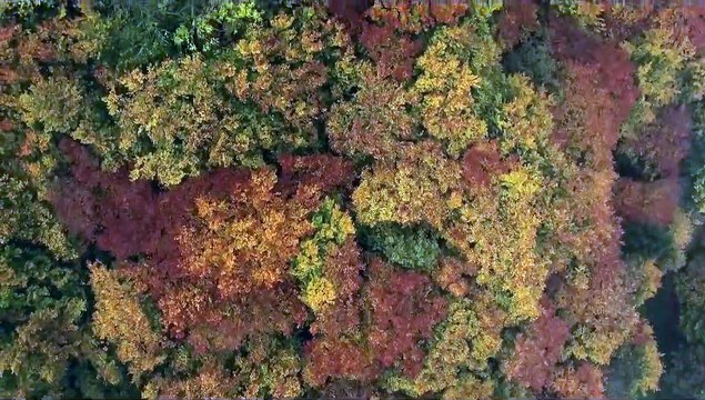 Das geheime Leben der Bäume Bande-annonce (DE)
