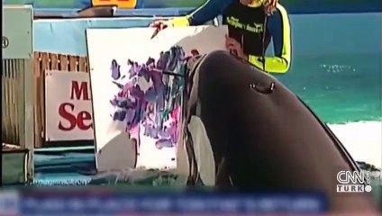 Katil balina 'Lolita', 50 yıl sonra özgürlüğüne kavuşmaya hazırlanıyor