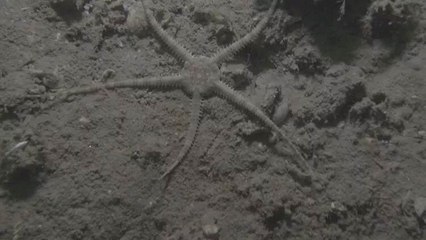 Prof. Dr. Sarı'dan müsilaj uyarısı