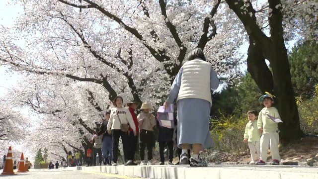 [날씨] 벚꽃 축제 '북적'...내일까지 고온 건조 / YTN