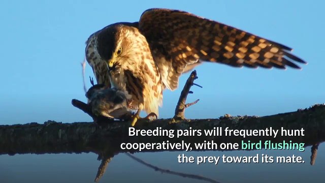 Facts about Merlin (bird) - Description and Characteristics