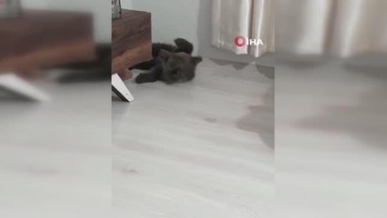 Bebek bezli yavru ayı 'Yogi' evin maskotu oldu