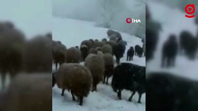 Tipi ve kara yakalanan hayvan sürüsü güçlükle köye ulaştırıldı