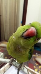 My indian ringneck talking parrot chanda