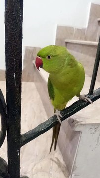 My indian ringneck talking parrot cheeku