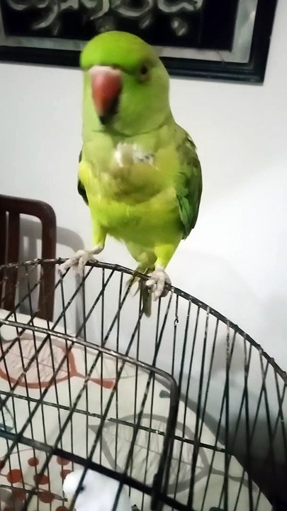 Chanda cute parrot